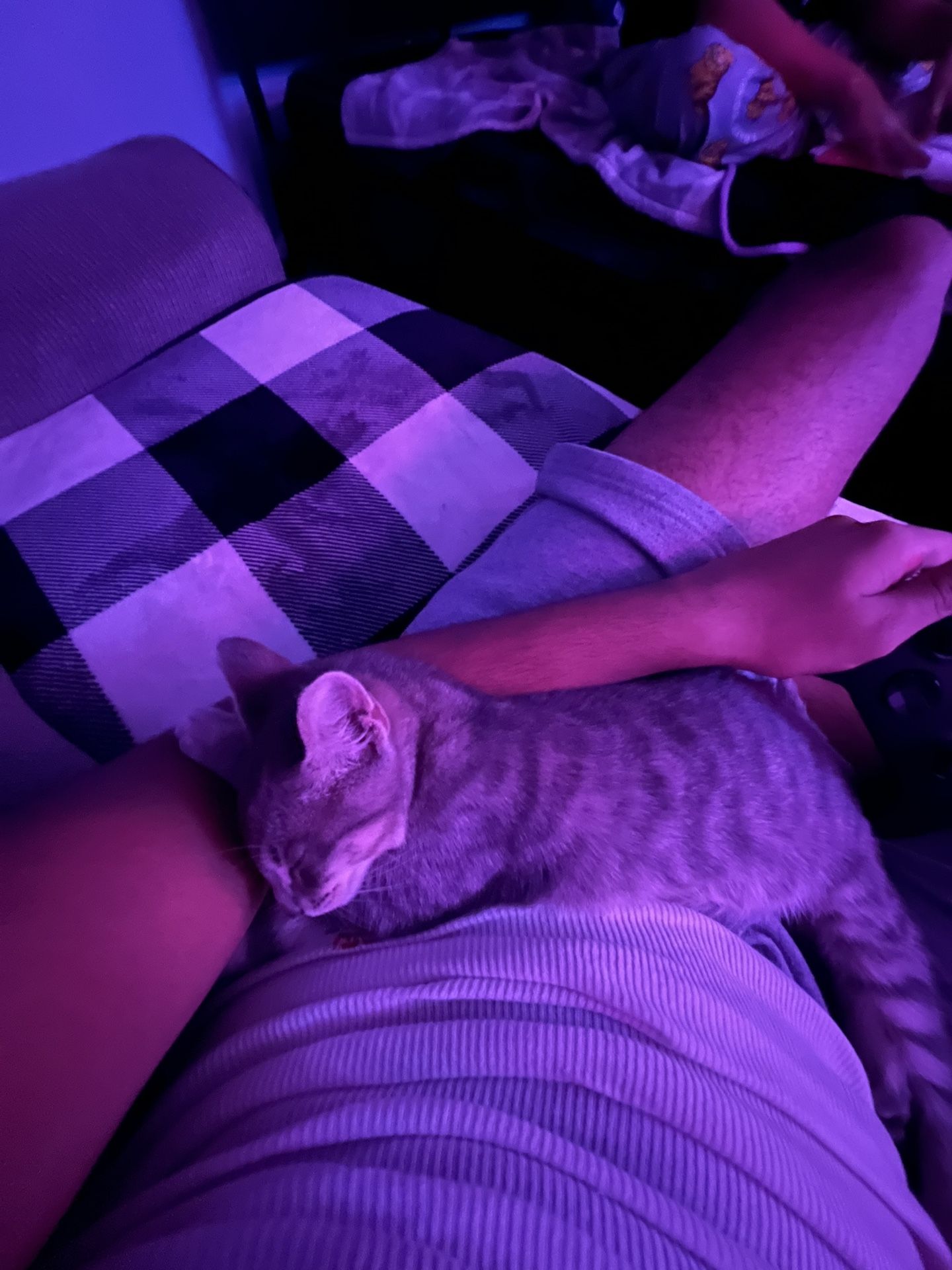 Cat For Sale