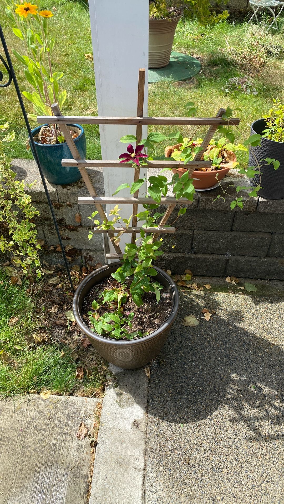Flowering Vine With Pot & Trellis