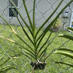 Aerial Orchids-thai Vanda Golden Yellow Color 