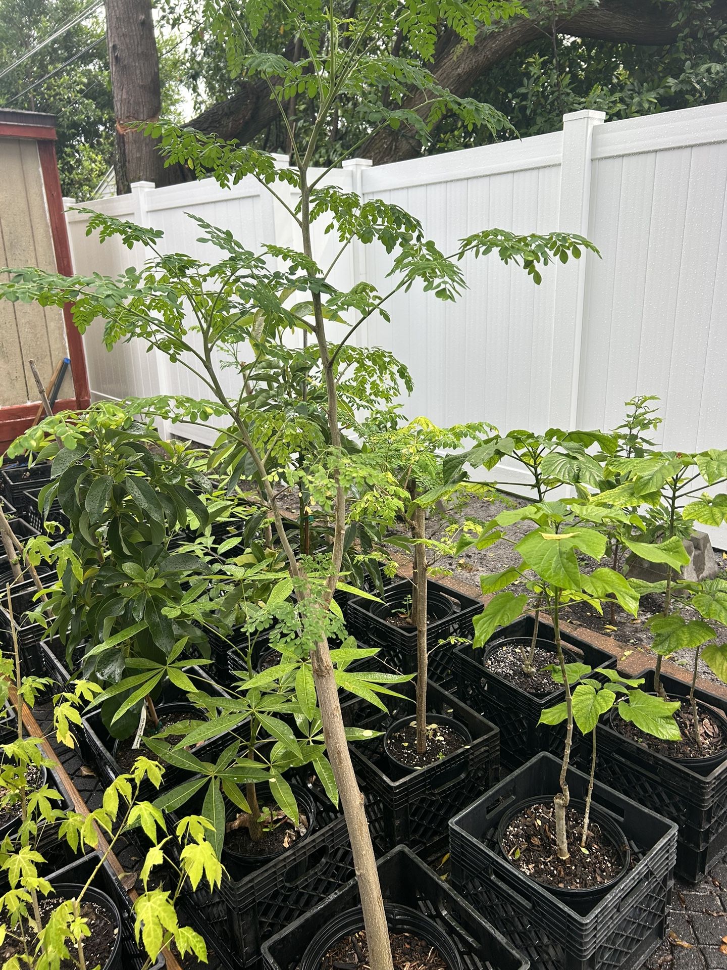 Moringa tree