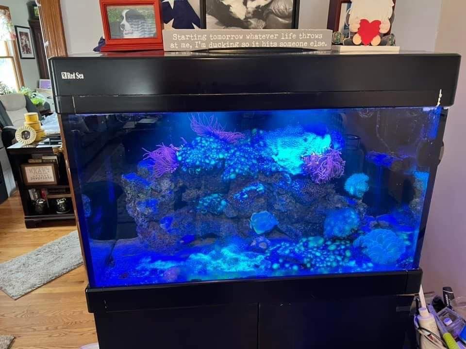 Red Sea Tank For Sell