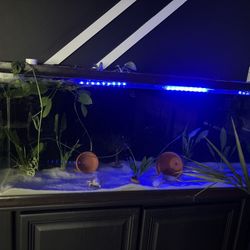Axolotl Fish Tank 70 Gallons