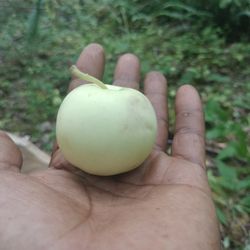 Load Eye Apples 