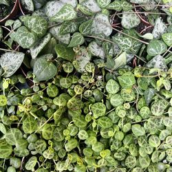 String Succulent Plants 2” Pots 