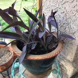 Plant With Flower Pot 