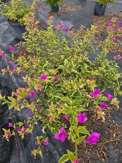 Purple variegated bougainvilleas