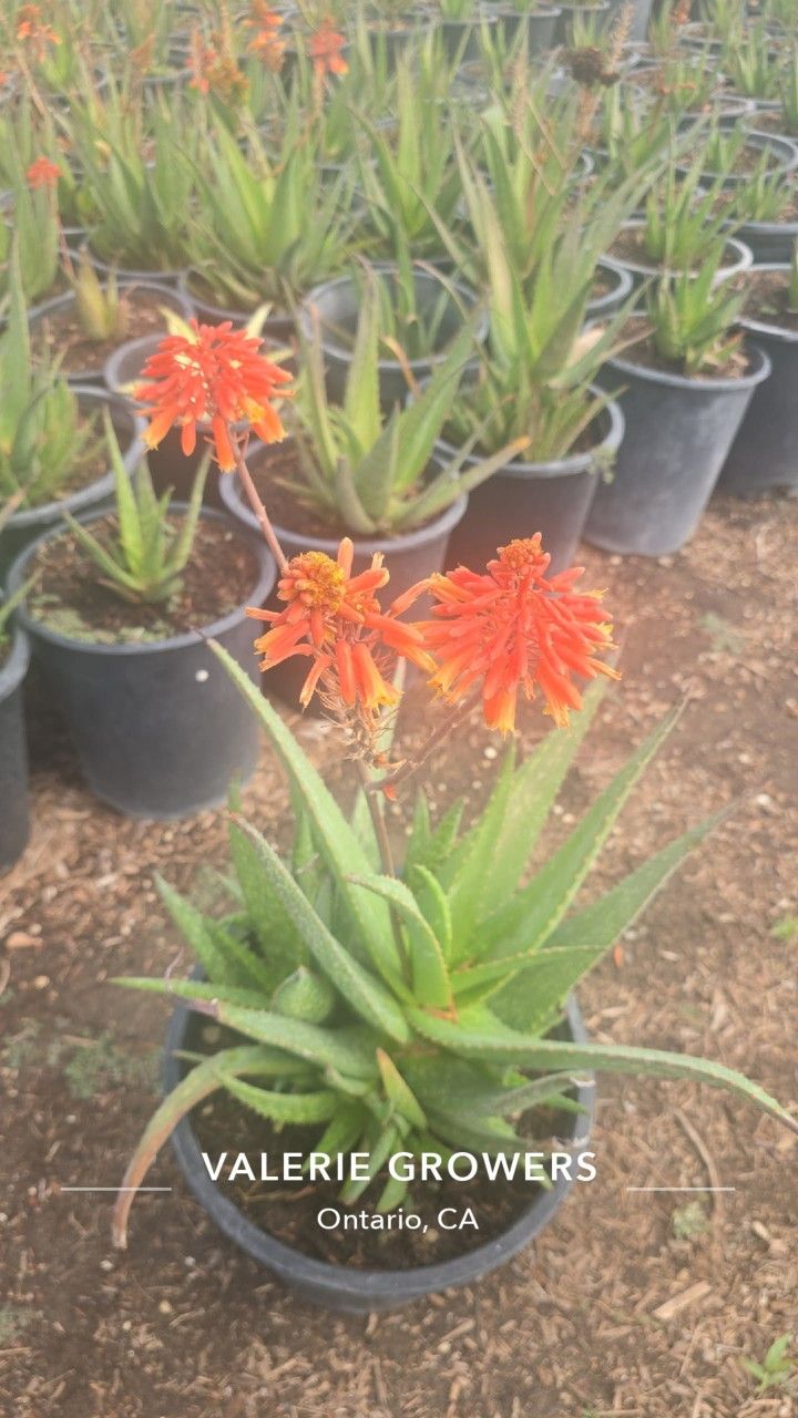 Aloe Rooikappie plants