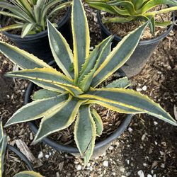 Agave