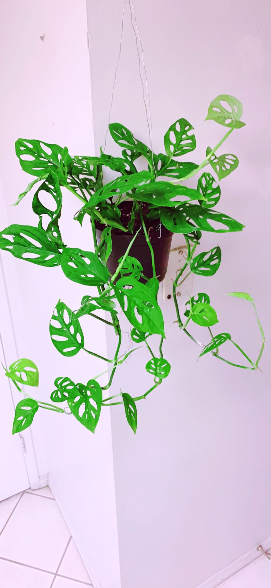 Monstera Adansonii Swiss Cheese Live Plants - Indoor Air Purifier Plant