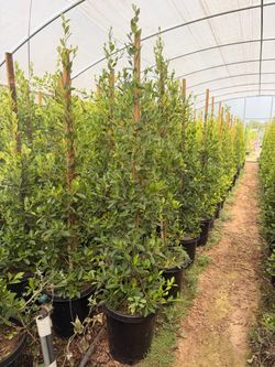 Indian Laurel ficus 15 gal