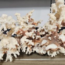 Large  Coral