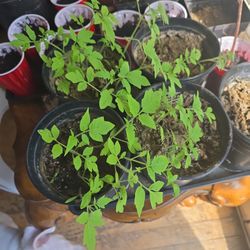 Various Non Gmo Organic Tomato Seedlings 2$