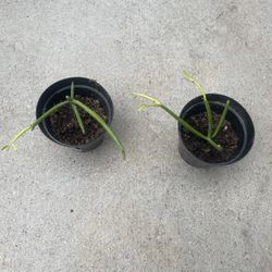 PLANT SALE 