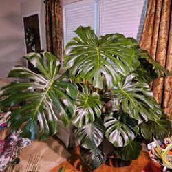 My (could be yours) Marvelous Monstera!