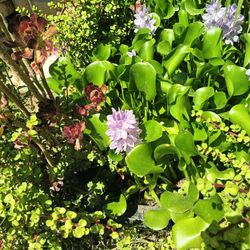 WATER PLANT $3.00 EACH