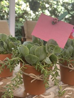 teacher gift succulents 