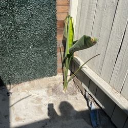 Birds Of Paradise Plants $15-$45 