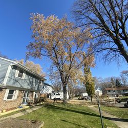 Tree Work 