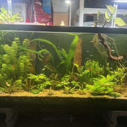 PEARL WEED ( (Hemianthus micranthemoides)