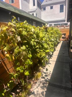 FREE! GRATIS! Two native California Wild Desert Grape vines
