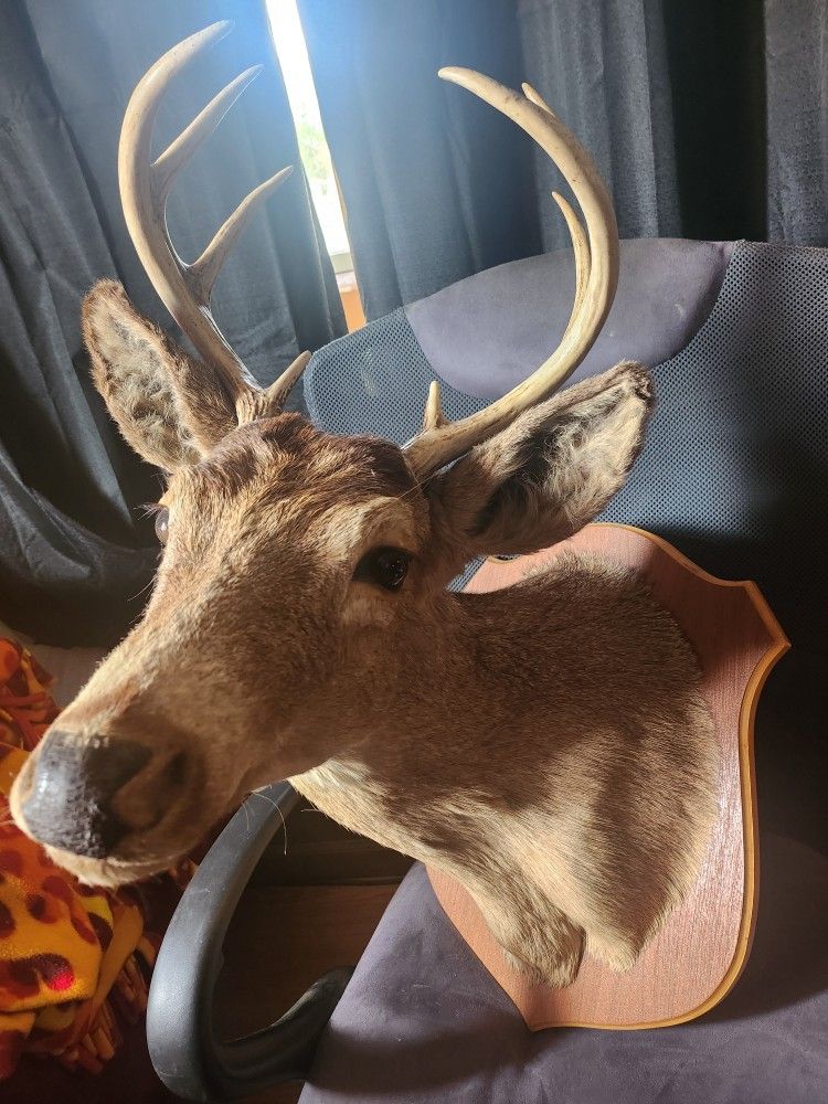 Buck Mount