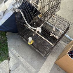 Bird Cage