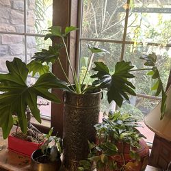 Beautiful spilt leaf philodendron