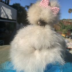 Silkie Bow-Tie 