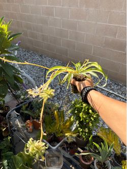 Plants ,baby bonnies , the mother Bonnie is not for sale just to show how big they get .