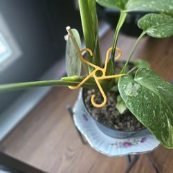 Plant Hooks