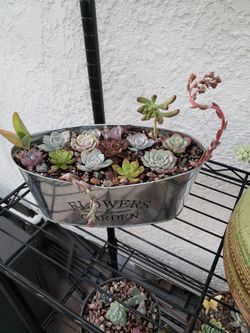 Succulent Arrangement 