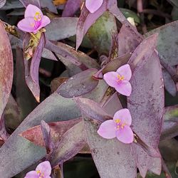 Wandering Purple Jew Plant