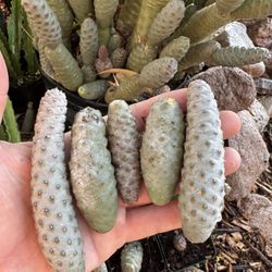 Pine Cone Cactus