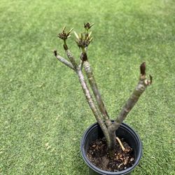 Plumeria 30”