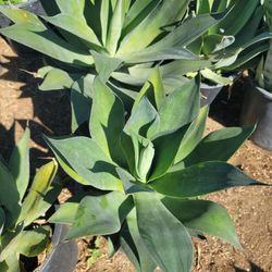 Agave Blue Flame