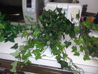 Plantas de seda decoracion