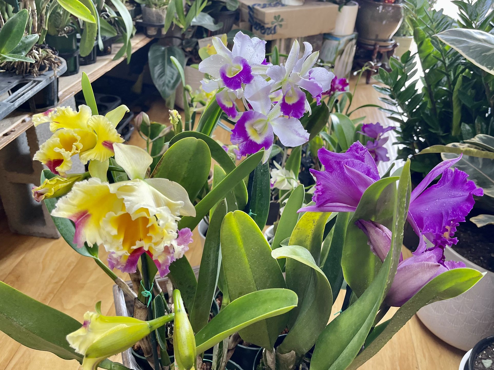 Big Cattleya Fragrance Orchids Hawaii