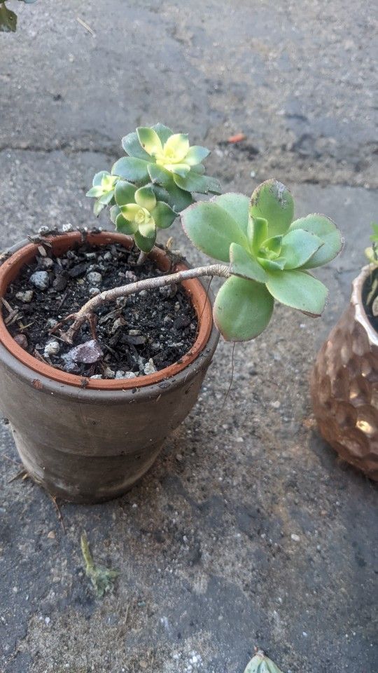 Nice Brown And Green Pot Very Pretty Green And Yellow Succulents 