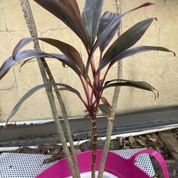 Red Sisters Patch Of 4