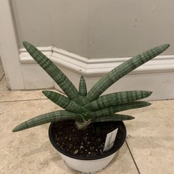 Starfish Snake Plant / Sansevieria Boncel 