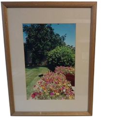 Beautiful Portrait Of Backyard Flowers 