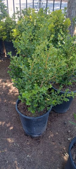 Boxwood plants.