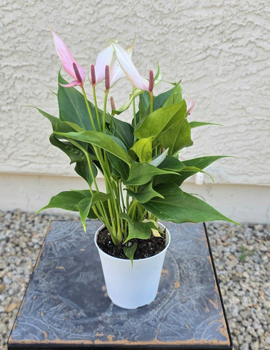 Anthurium Hybrid Plant #1