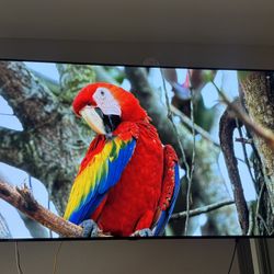 77” LG OLED