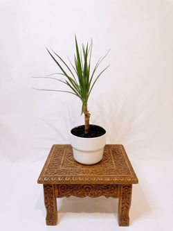 Rare Madagascar Dragon Palm Tree / House Plant/ indoor plant/ flower patio garden