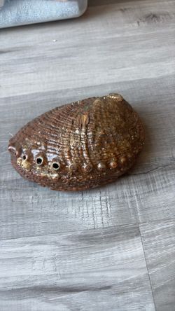 vintage shell