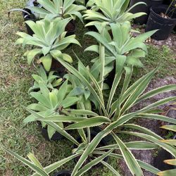 Blue Agave And Bottle Palm And More 