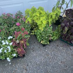 Plants For Sale 