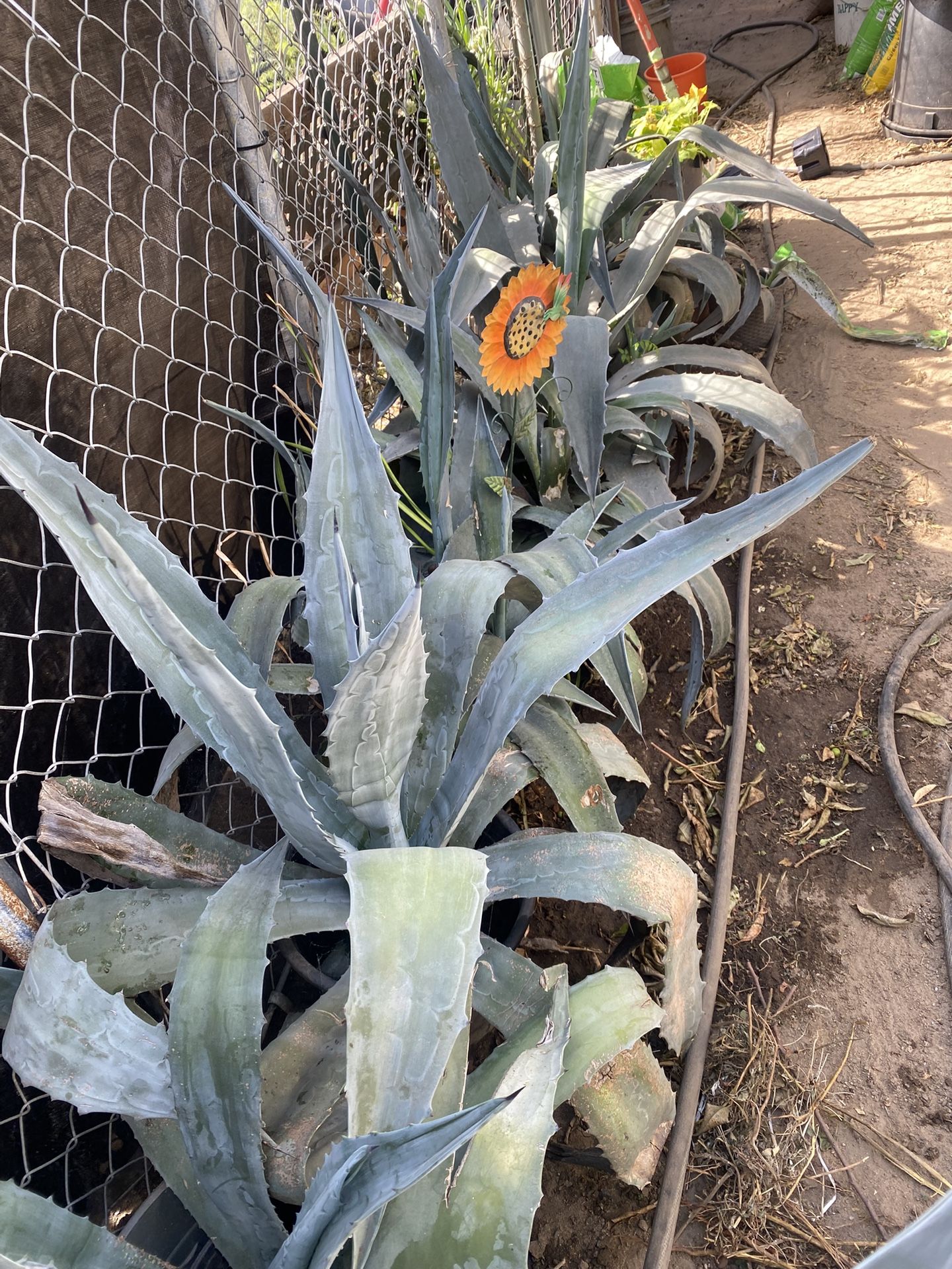 Agave Cactus Plants Have Probably Six Or Seven Good Size Plants Would Like To Sell For $15 each
