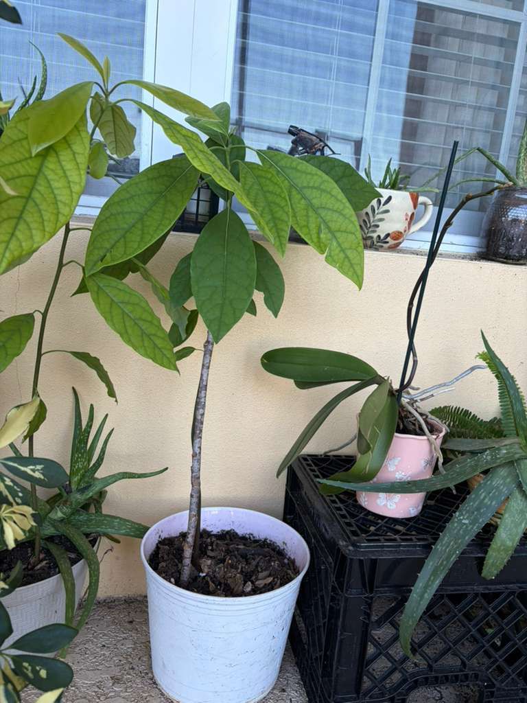 Avocado tree
